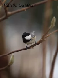 Zwarte mees [Parus ater]